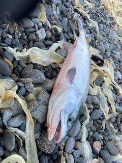 アキアジの釣果
