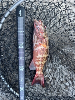 アカジンミーバイの釣果