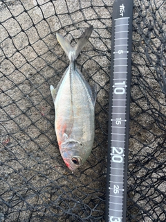ギンガメアジの釣果