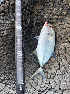 ギンガメアジの釣果