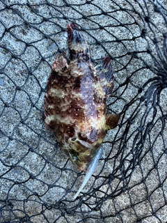 ミツバモチノウオの釣果