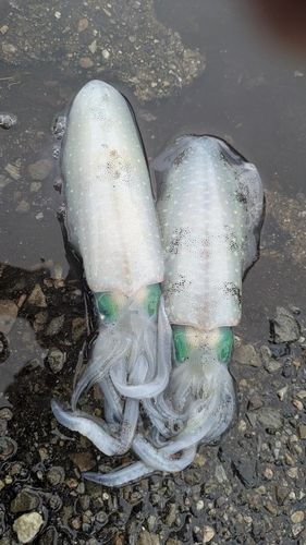 アオリイカの釣果