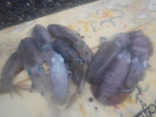 アオリイカの釣果