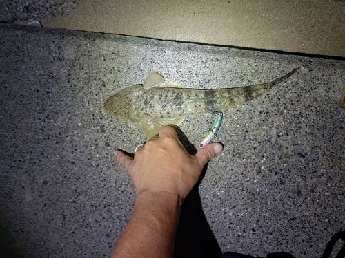 マゴチの釣果