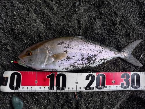 ショゴの釣果