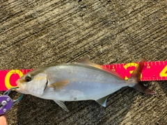 ネイリの釣果