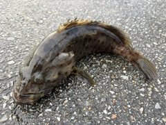 チャイロマルハタの釣果