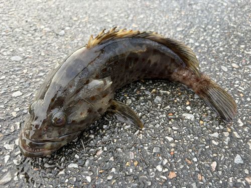 チャイロマルハタの釣果
