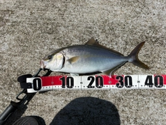 カンパチの釣果