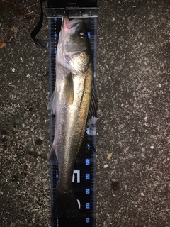 マルスズキの釣果