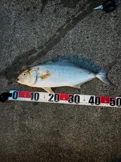 カンパチの釣果