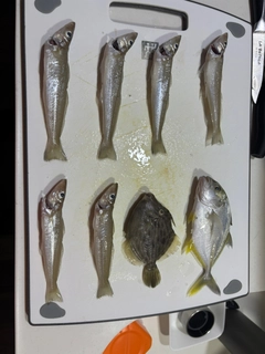 キスの釣果