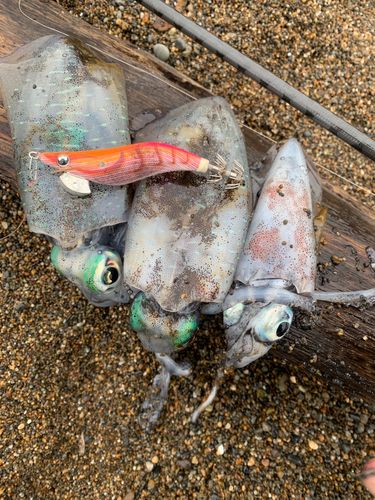 アオリイカの釣果