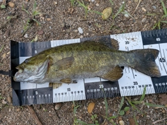 スモールマウスバスの釣果