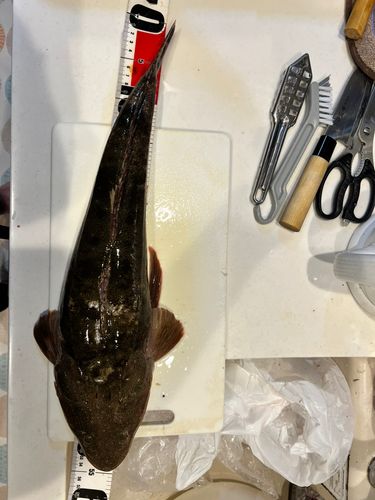 マゴチの釣果