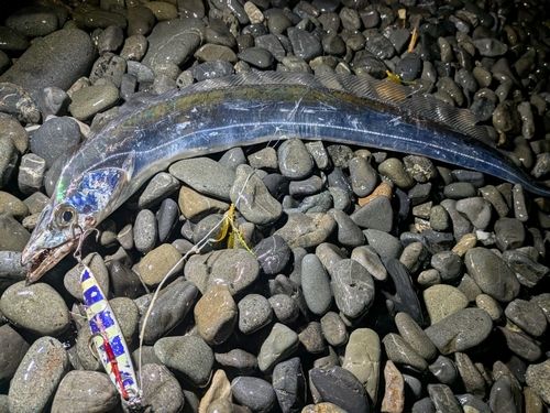 タチウオの釣果