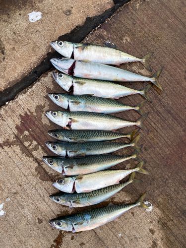 サバの釣果