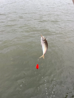 マアジの釣果