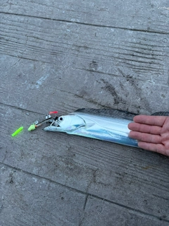 タチウオの釣果