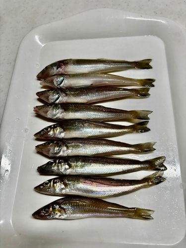 キスの釣果