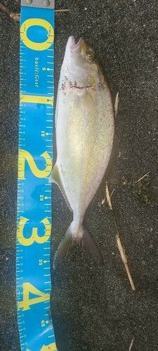 ショゴの釣果