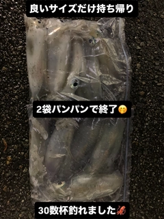 アオリイカの釣果