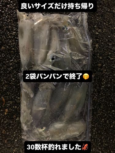 アオリイカの釣果