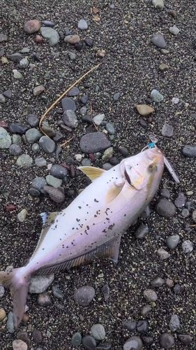 ショゴの釣果