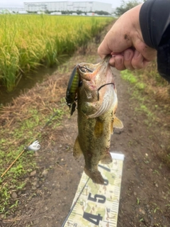 ラージマウスバスの釣果