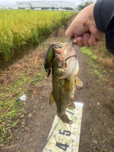 ラージマウスバスの釣果