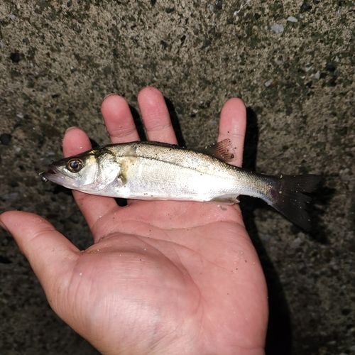 セイゴ（マルスズキ）の釣果