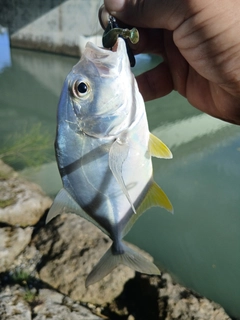 メッキの釣果