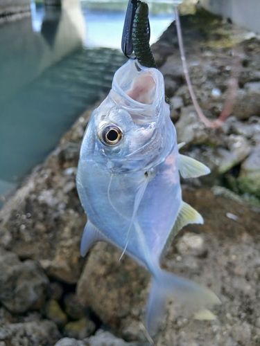 メッキの釣果