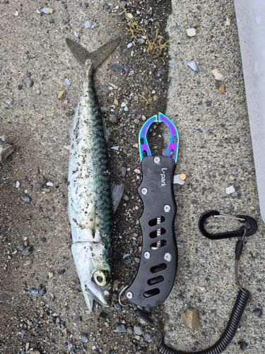 サバの釣果