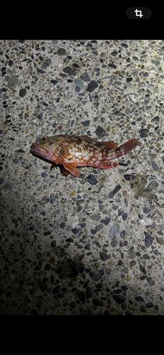カサゴの釣果