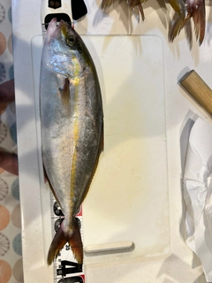 シオの釣果
