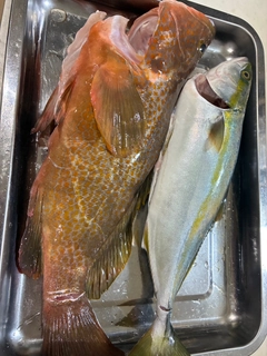 アコウの釣果