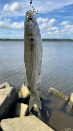ボラの釣果