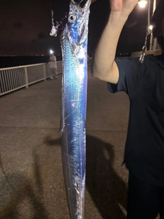 タチウオの釣果