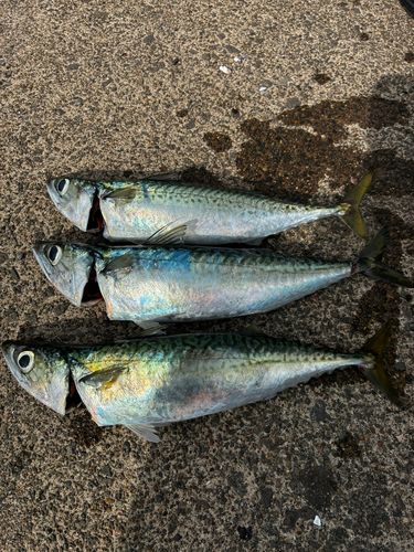 サバの釣果
