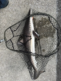ツマグロの釣果