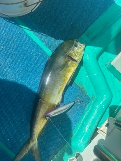 シイラの釣果
