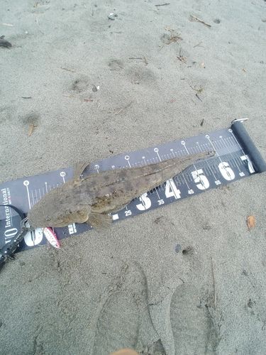 マゴチの釣果