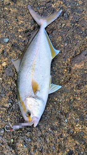 ショゴの釣果