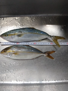 ショゴの釣果
