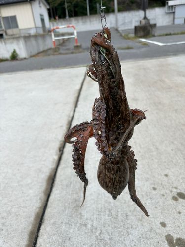 タコの釣果
