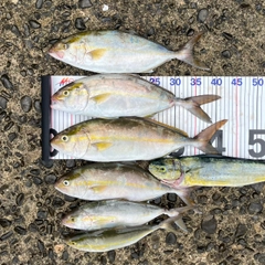 シオの釣果