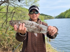 サクラマスの釣果
