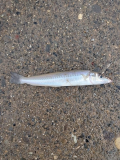 シロギスの釣果