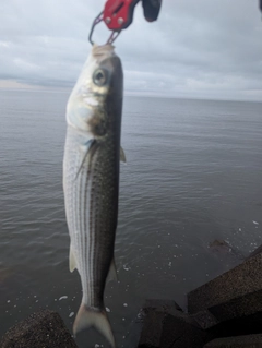 ボラの釣果